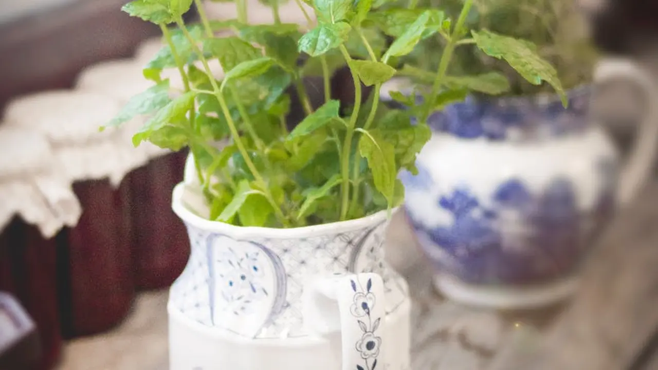 Daun mint