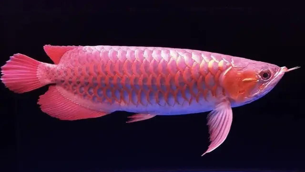 8 Ikan Ini Dipercaya Bawa Keberuntungan dan Rezeki, Cocok Dipelihara di Rumah