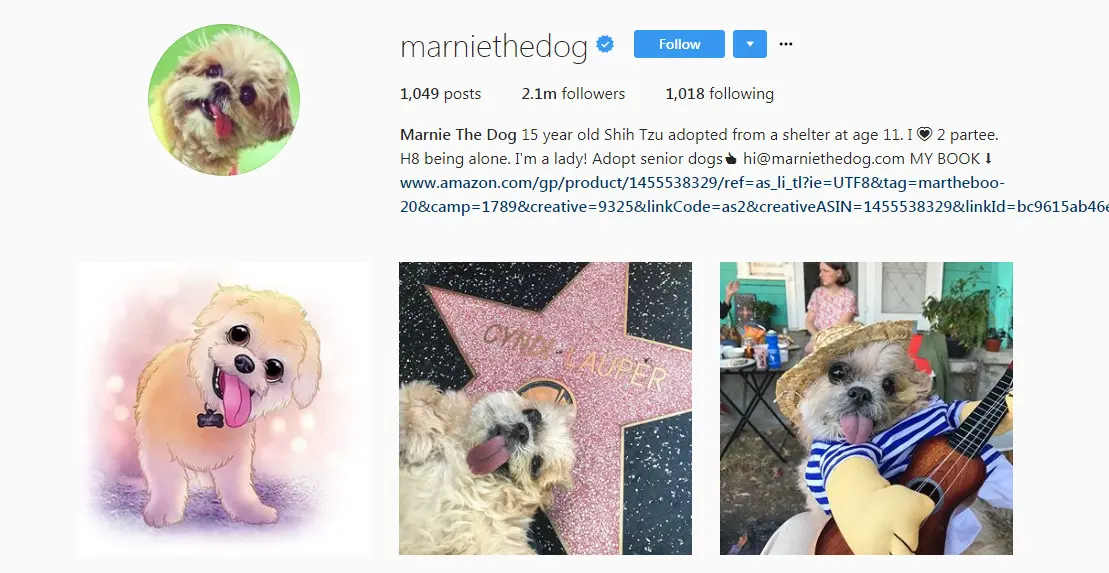 Akun Instagram Marnie the Dog (Sumber: Instagram/ @marniethedog)