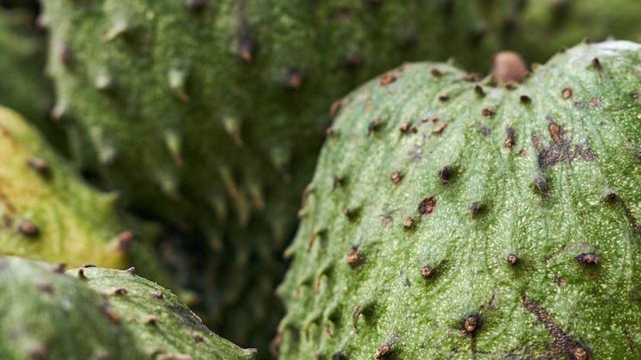 4. Meningkatkan imun tubuh
Sirsak kaya akan vitamin C. Vitamin ini dapat memperkuat sistem kekebalan tubuh dalam melawan patogen