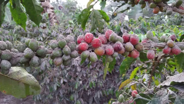 Tanaman kopi warga