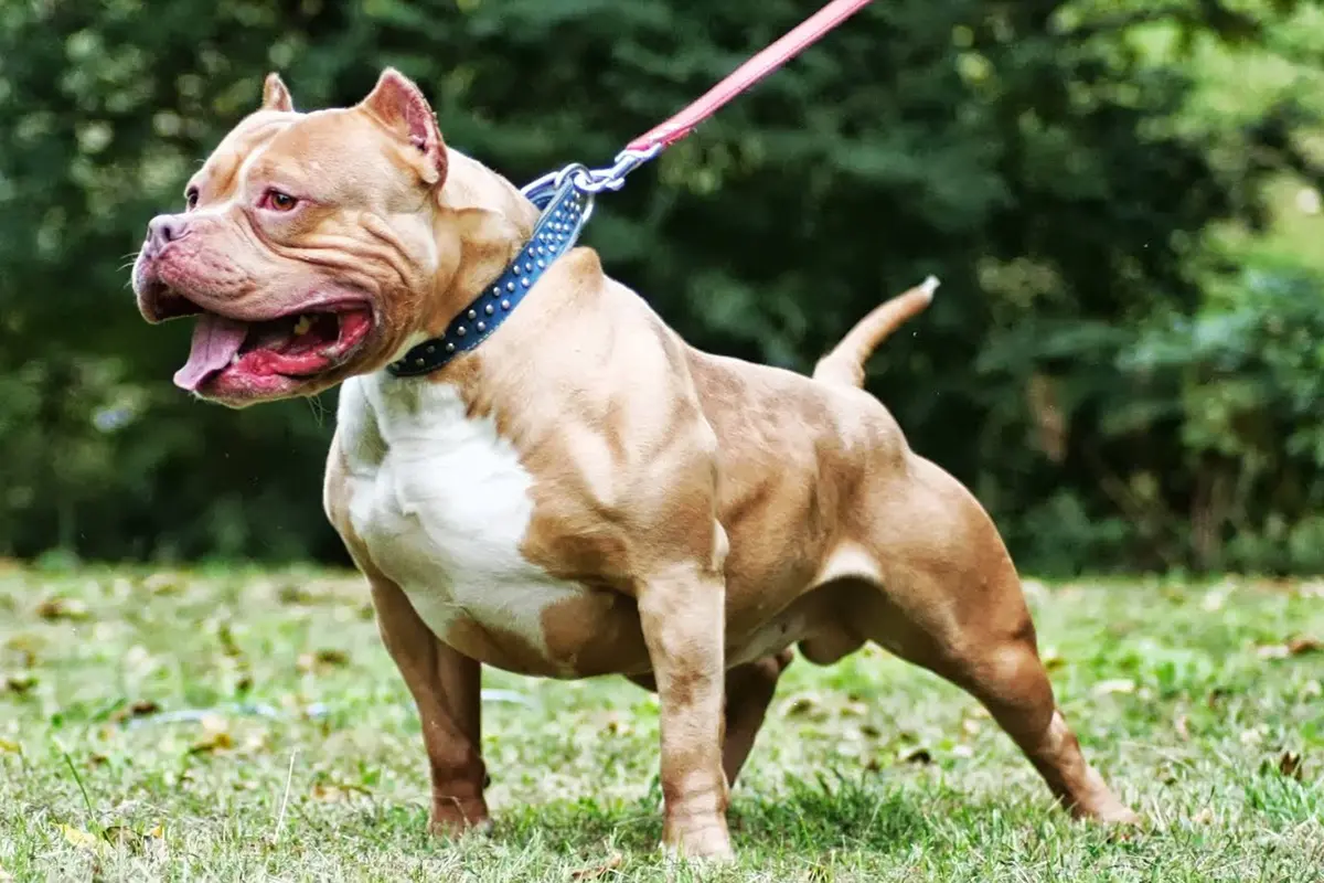 Anjing American Bully Memiliki Keunikan Seperti Batu Cincin