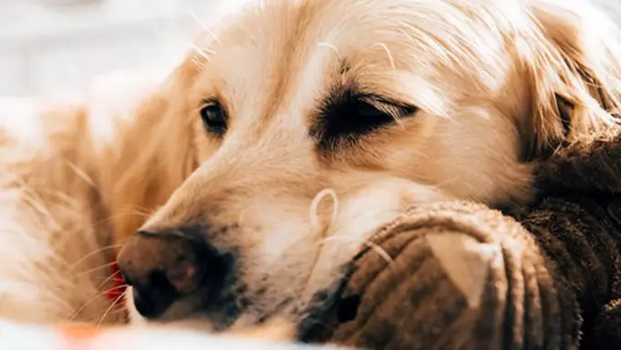 ilustrasi copyright/purina.co.uk