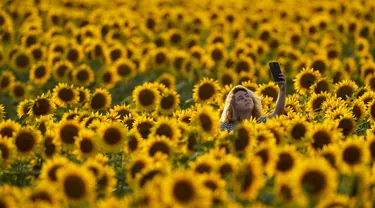 Seorang wanita berselfie di ladang bunga matahari di Grinter Farms, dekat Lawrence, Kansas (6/9/2021). Ladang, yang ditanam setiap tahun oleh keluarga Grinter, menarik ribuan pengunjung selama akhir pekan musim panas saat bunga matahari mekar. (AP Photo/Charlie Riedel)