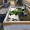 Ternak Box Styrofoam yang Cocok untuk Lahan Sempit Belakang Rumah. Foto: Gemini