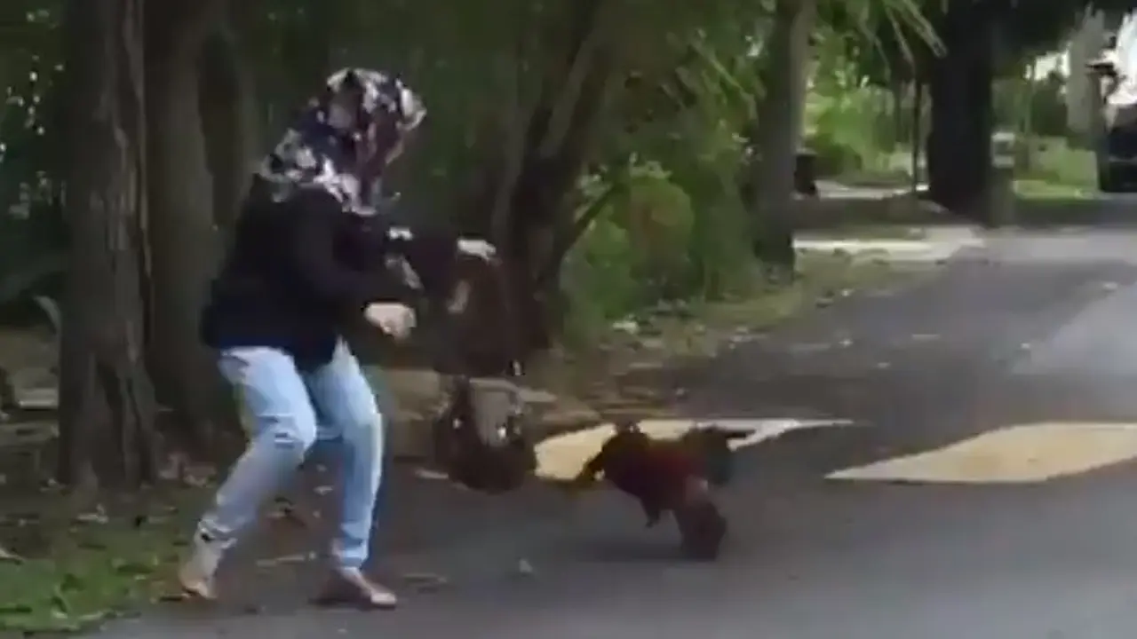Aksi Ibu-Ibu Saat Dikejar Ayam, Pakai Tas Jadi Tameng
