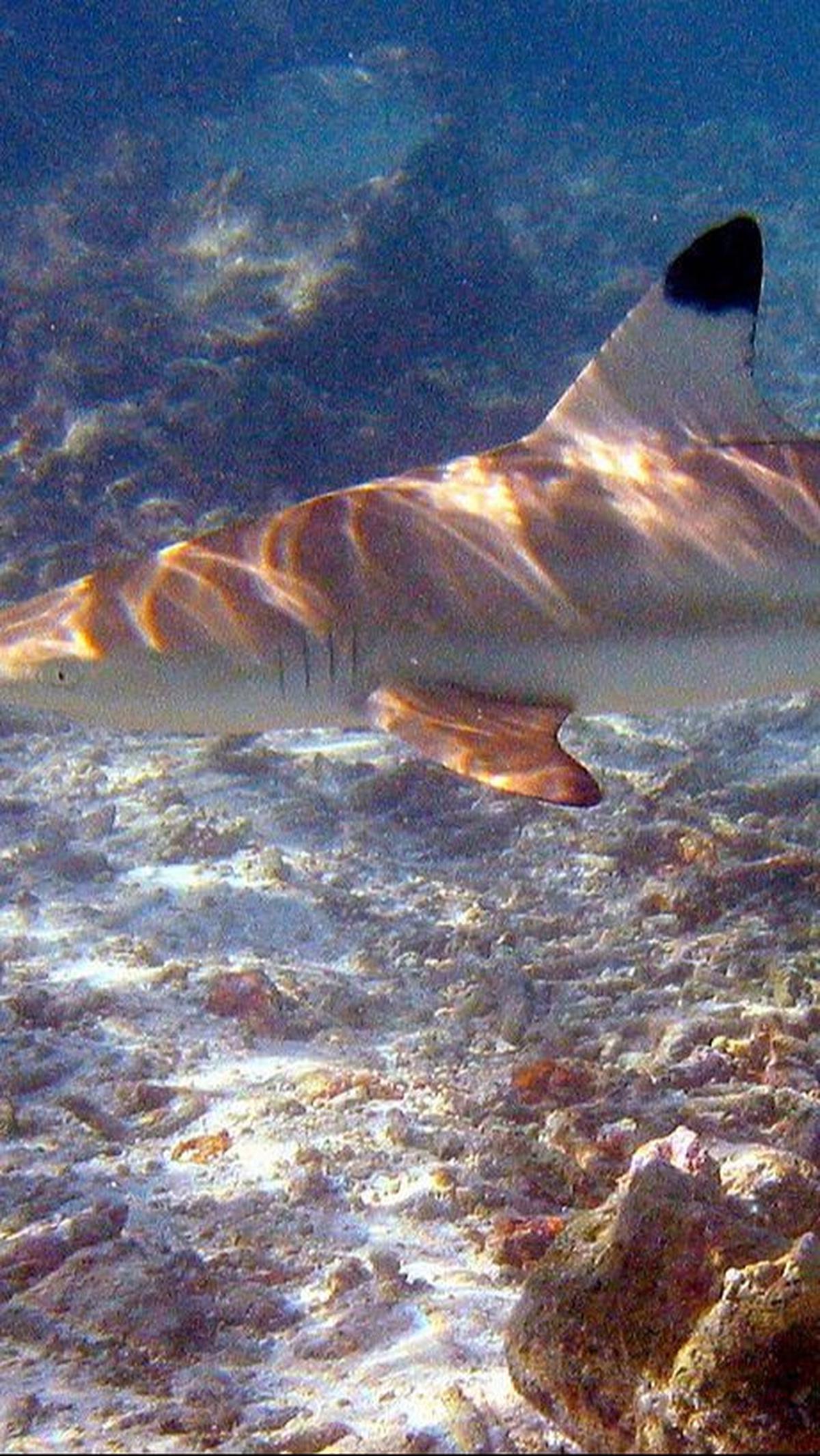 4. Hiu Blacktip<br>