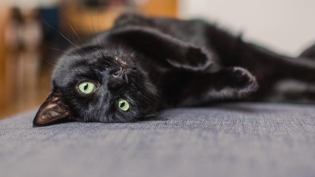 Kucing hitam muka manusia