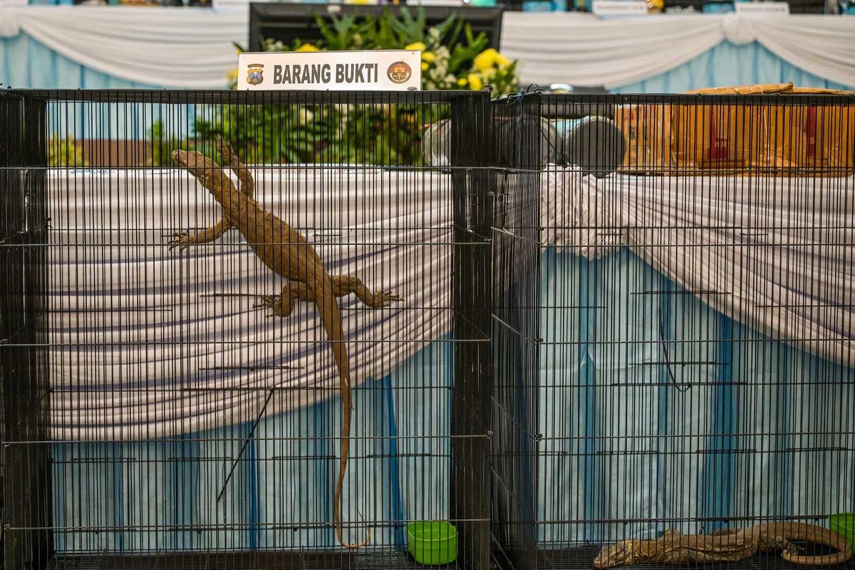FOTO: Terungkap Harga Anakan Komodo Rp 500 Juta/ Ekor di Perdagangan Ilegal
