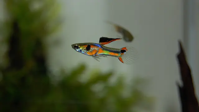 Hobi kokeksi Ikan Guppy