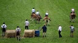 Sejumlah petani berusaha mengendalikan sapi mereka saat ikut ambil bagian dalam lomba balapan sapi tradisional di Desa Bavarian, dekat Danau Starnberg, Jerman, Minggu (28/8). (AP Photo/Matthias Schrader)