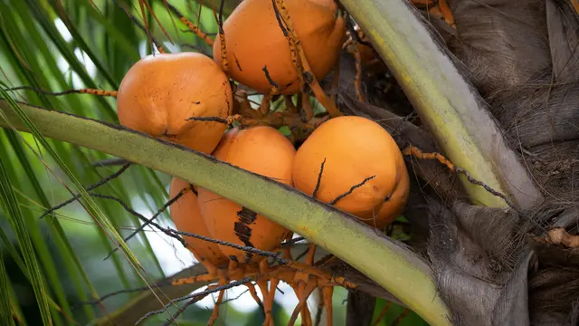 Ilustrasi buah kelapa kuning