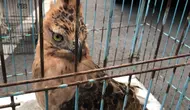 Elang Jawa yang diamankan petugas. (dok. Balai Gakkum KLHK Wilayah Jawa Bali Nusa Tenggara)