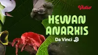 Dokumente Davinci - Hewan Anarkis tayang di Vidio (Dok. Vidio)