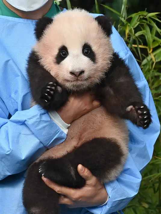 Seorang pengasuh menunjukkan anak panda Fu Bao yang lahir 107 hari lalu di Korea Selatan, saat upacara untuk mengungkapkan namanya di Taman Hiburan Everland di Yongin pada Rabu (4/11/2020). Fu Bao adalah bayi panda pertama yang lahir di Korsel dan merupakan peristiwa langka.  (Jung Yeon-je / AFP)