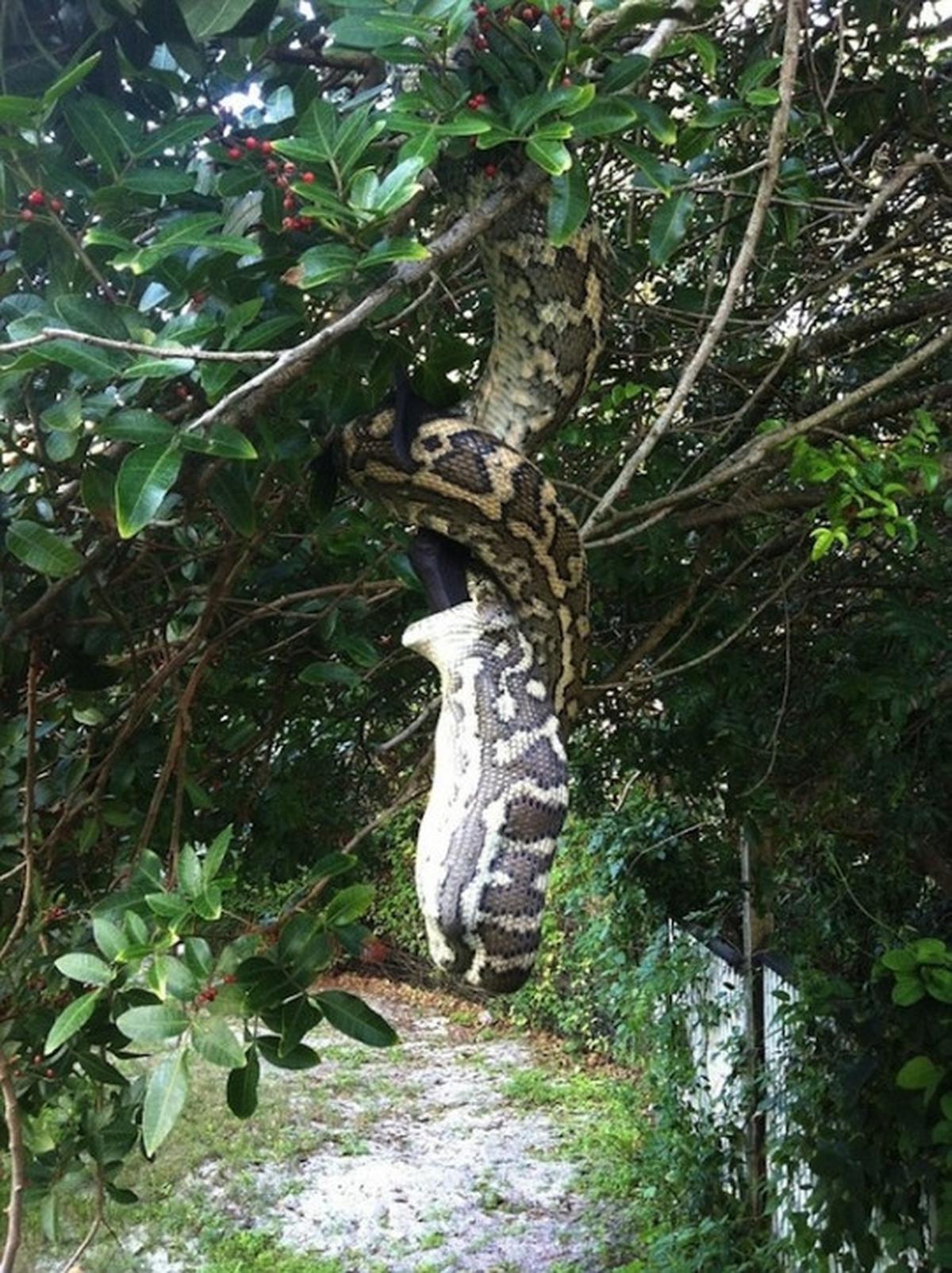 Bergelantungan, piton raksasa ini telan "Batman" 30 menit
