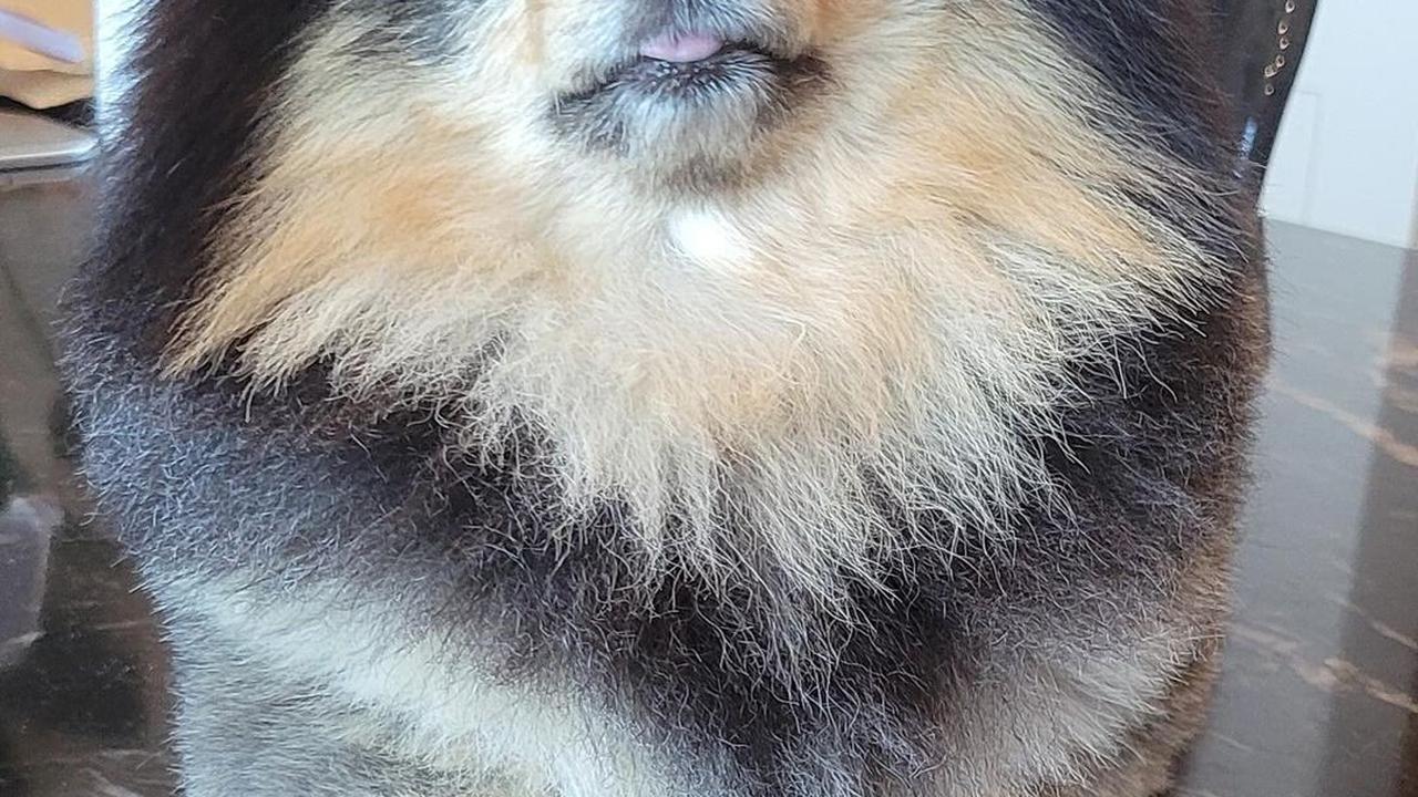 V BTS Umumkan Kematian Yeontan, Anjing Kesayangan yang Dianggap Anggota BTS ke-8