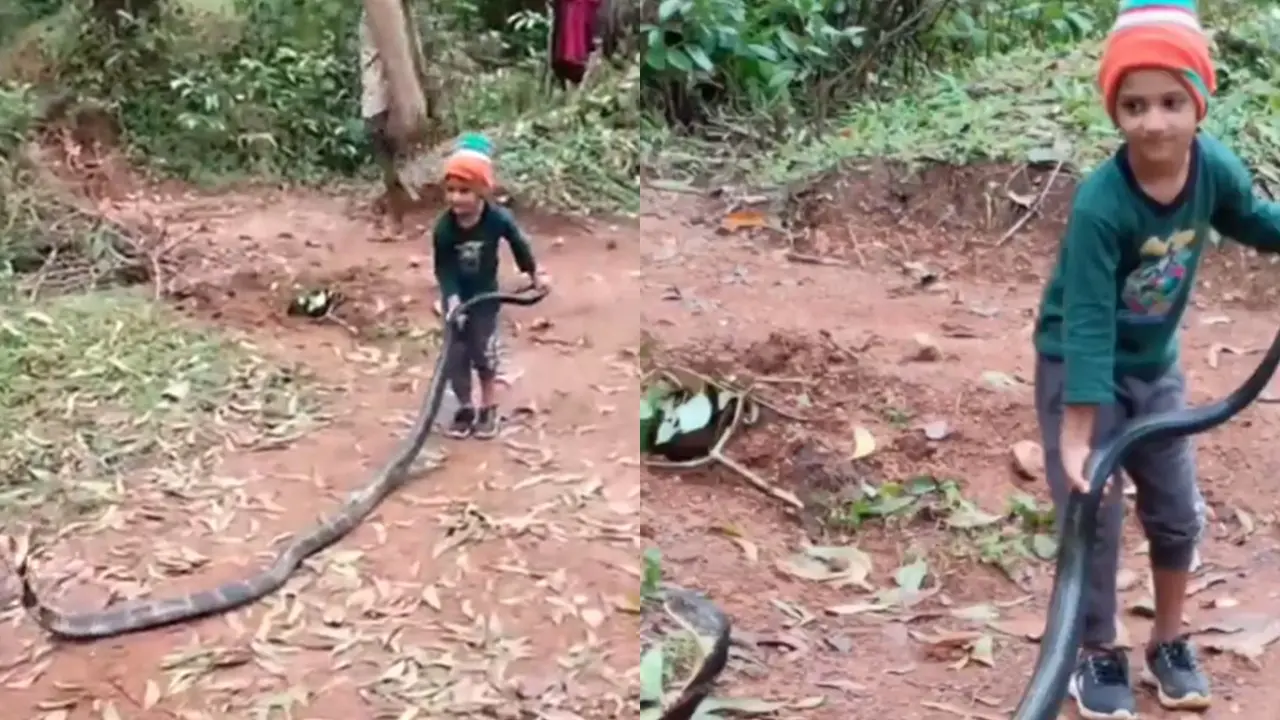 Bocah Santai Taklukkan Ular King Kobra