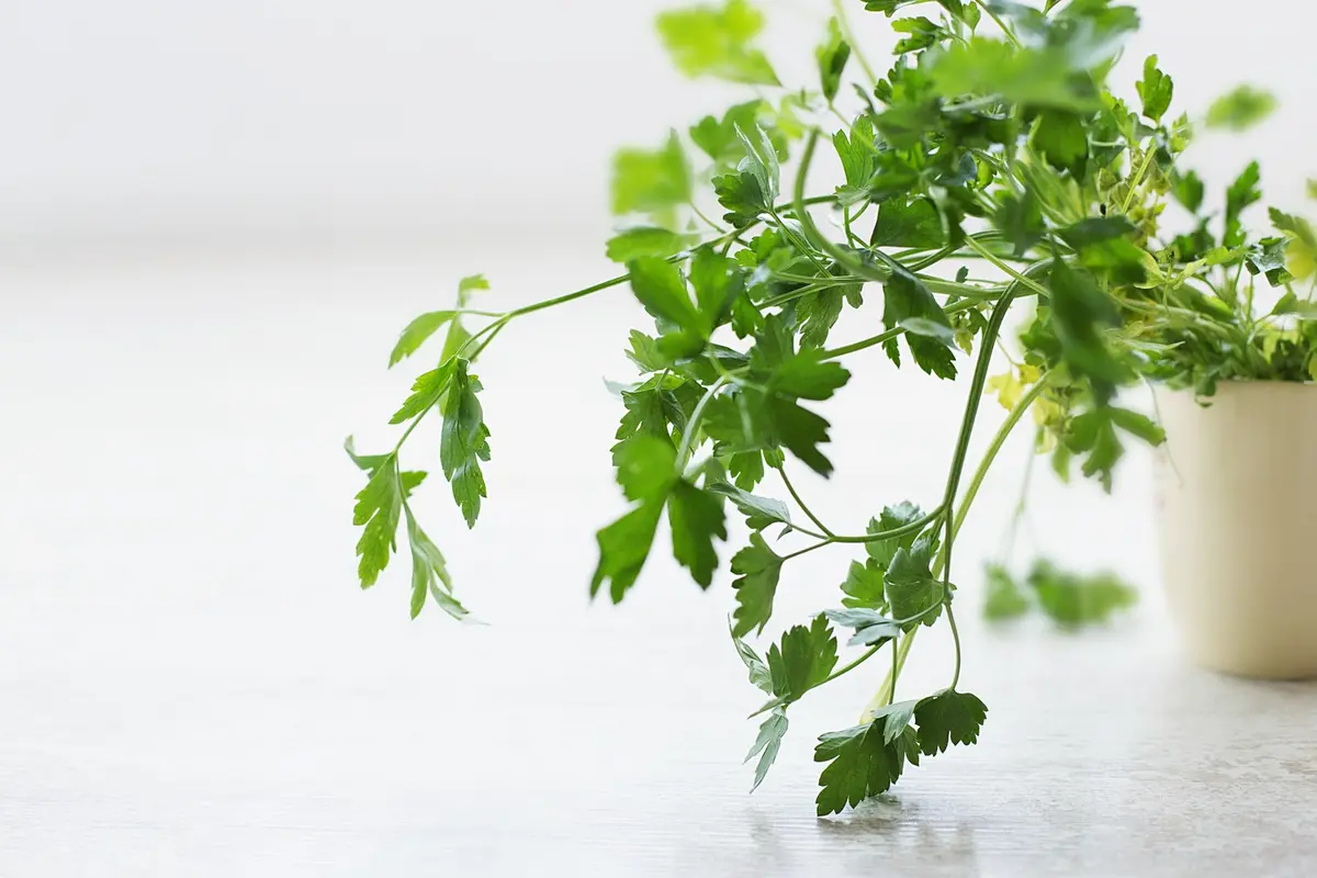 cilantro