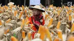 Petani melakukan panen raya jagung di Tuban, Jawa Timur, Jumat (9/3). Panen raya tersebut menghasilkan 33,7 ton jagung. (Liputan6.com/Angga Yuniar)