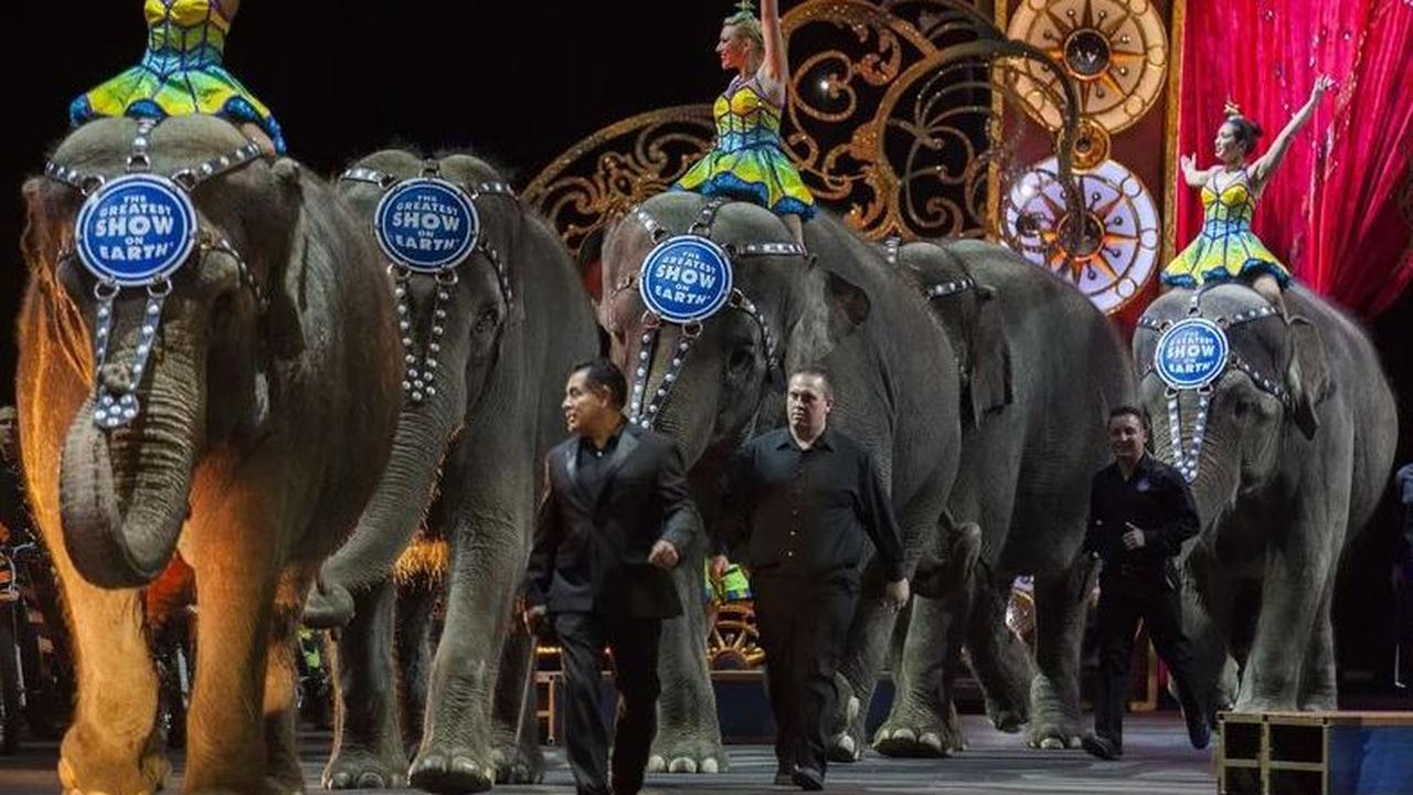 Higbee menambahkan, pihaknya juga ingin mengetahui asal dari gajah betina tersebut dan berapa umurnya. Dengan demikian pihaknya bisa melihat dampak apa yang dialami hewan malang tersebut sebagai pemain sirkus seperti pengurungan dan trauma akibat dibeleng
