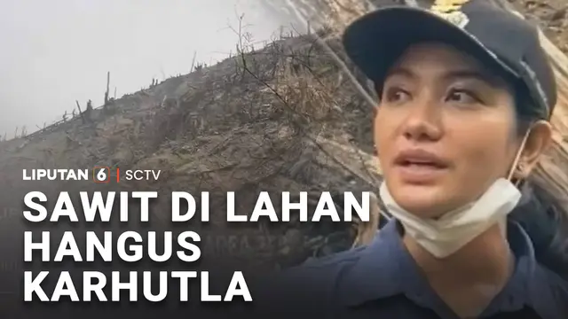 Sawit di Lahan Hangus Karhutla