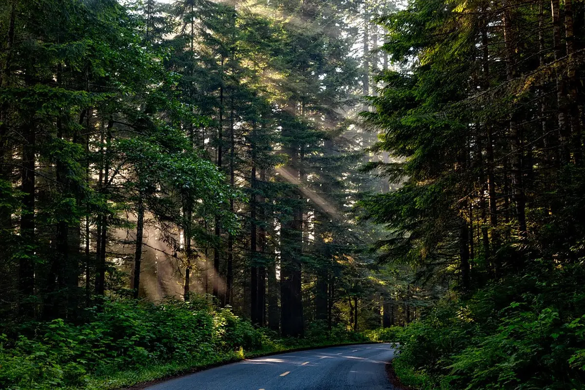 Hutan Lindung di Indonesia