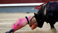 Banteng yang menjadi lawan Pablo Belando terus menyerang saat Pablo berhasil dijatuhkan di arena adu banteng Ventas di Madrid (24/7). (REUTERS / Javier Barbancho)