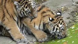 Harimau Siberia kecil Kasimir dan Kalinka bermain bersama di kebun binatang di Duisburg, Jerman, Senin (25/10/2021). Anak harimau kembar lahir pada bulan Mei dan menikmati musim gugur pertama mereka di kandang dekat dengan alam di kebun binatang . (AP Photo/Martin Meissner)