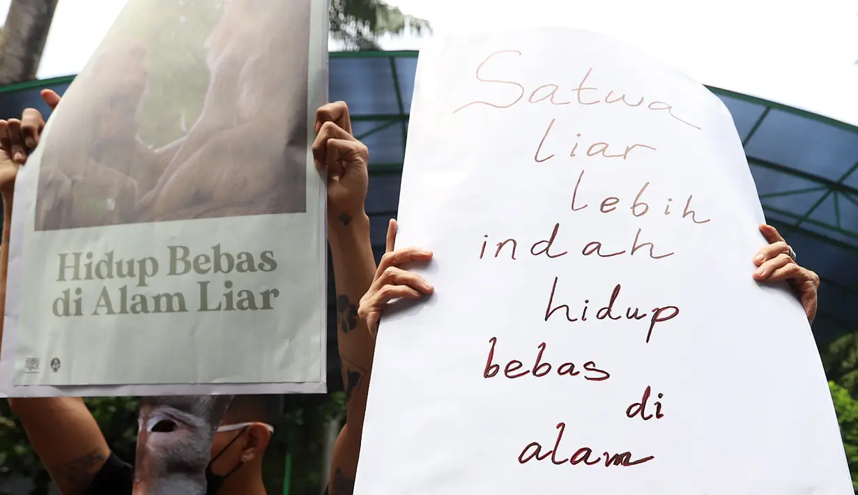 Massa aksi yang tergabung dalam Koalisi Monyet Ekor Panjang (Gabungan Animal Friends Jogja dan Aksi Peduli Monyet) menggelar unjuk rasa di depan Kementerian Lingkungan Hidup dan Kehutanan, Jakarta Pusat, Senin (23/5/2022). Meski jumlah total perdagangan tersebut tidak diketahui, tetapi masyarakat dapat dengan mudah menemukan bayi-bayi monyet yang dijual secara bebas di pasar hewan. (Liputan6.com/Johan Tallo)