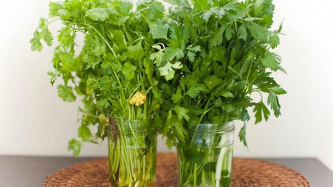 5 Cara Menyimpan Sayur agar Segar Hingga Seminggu, Anti Layu dan Hemat Uang