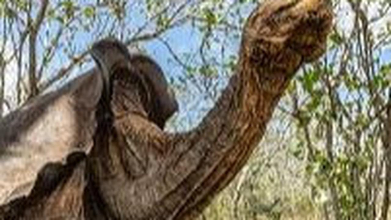 9 Hewan Langka dan Aneh yang Hanya Hidup di Kepulauan Galapagos