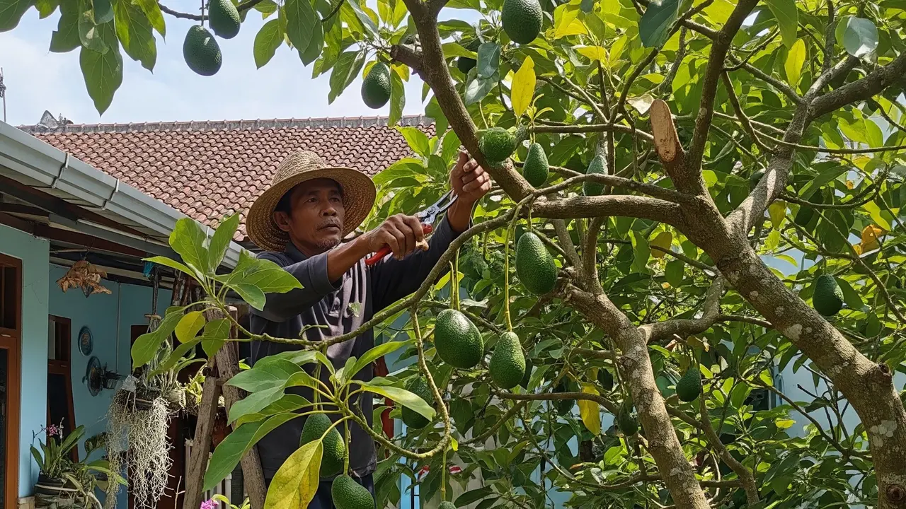 9 Cara Memangkas Pohon Alpukat agar Cepat Berbuah dan Tidak Menjulang
