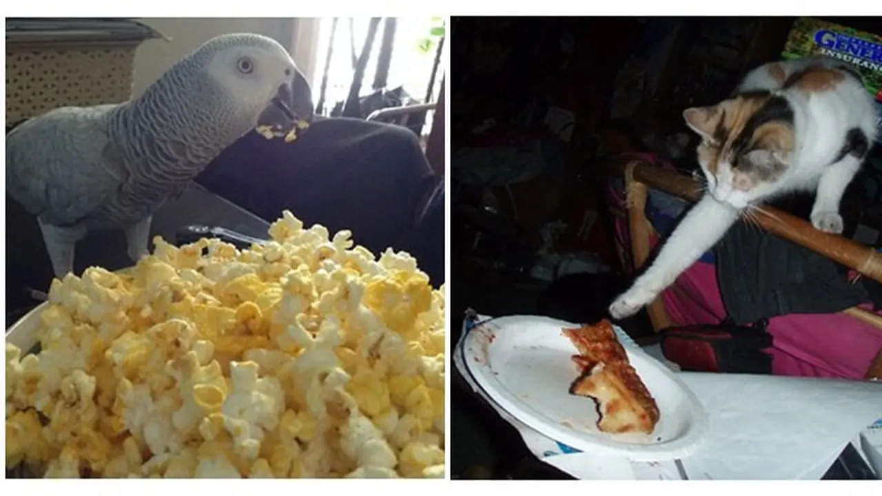 7 Aksi Kocak Hewan saat Coba Curi Makanan Ini Bikin Geleng Kepala
