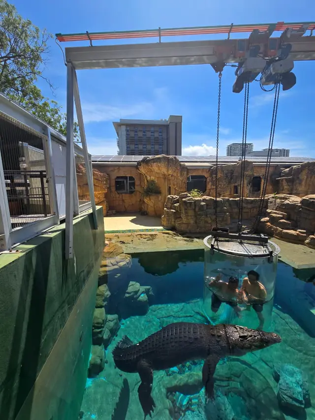 Menantang Adrenalin dengan Berenang Bareng Buaya Raksasa di Darwin Australia