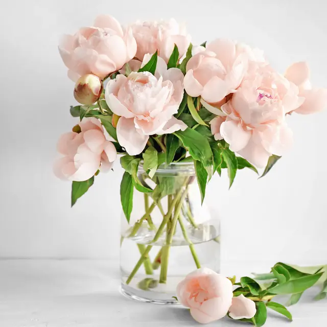 Mengungkap Kepribadian Perempuan Penyuka Bunga Peony Lifestyle Fimela Com