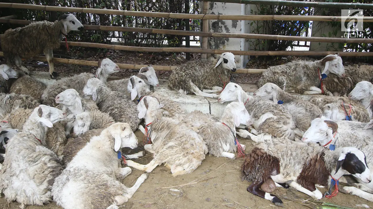 Masjid Sunda Kelapa Potong 10 Ekor Sapi dan 46 Ekor Kambing