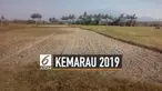 Dampak Kemarau Panjang 2019 Menurut BMKG