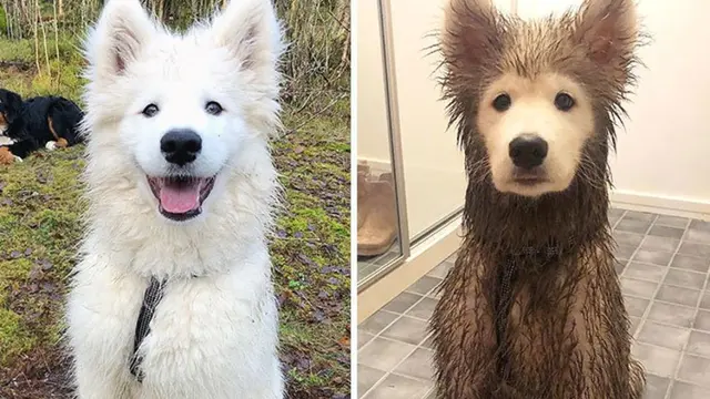 7 Potret Kocak Anjing Habis Bermain Lumpur, Gemes Banget