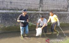 Jadwal Rutin Tiap Minggu, Pemkab Gianyar Gencarkan Aksi 'Bersih Sungai Gianyar' dan Tanam Pohon untuk Cegah Banjir
