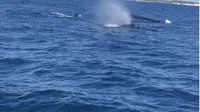 Paus bungkuk menyemburkan air di perairan Rottnest Island, Australia Barat (Liputan6.com/Shinta NM Sinaga)