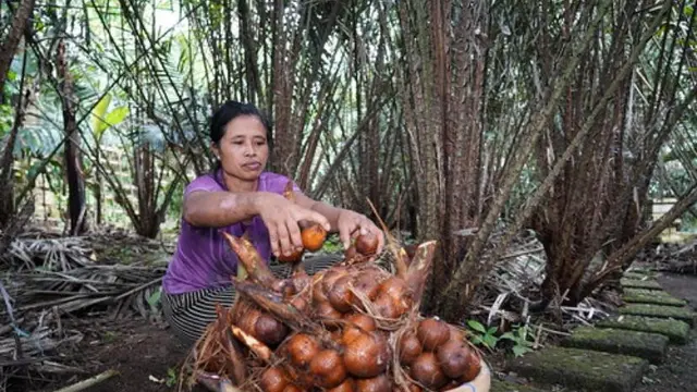 Petani salak.