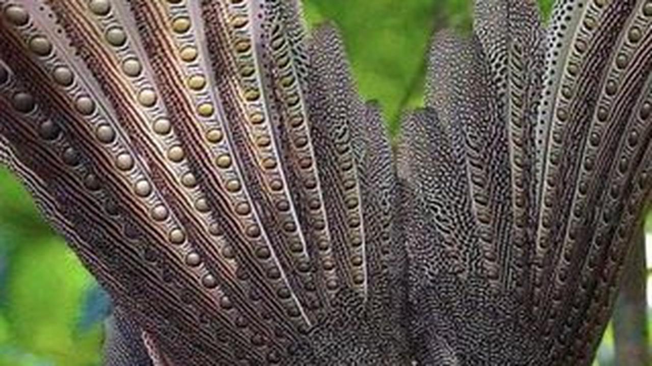 Dinyatakan Punah, Begini Penampakan Burung Kuau Raja dari Zaman Purba yang Ditemukan Kembali di Indonesia