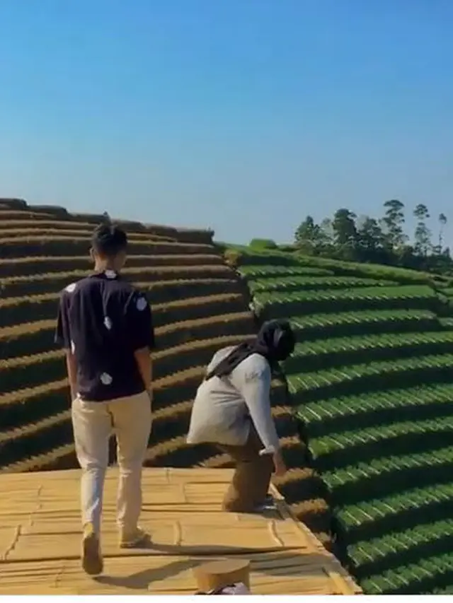 Wisata Alam Terasering Berlatar Gunung Sumbing, Pemandangannya Mirip di Gim Minecraft