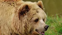 6 Arti Mimpi Bertemu Beruang, Pertanda Jalan Menuju Sukses? (Pixabay)