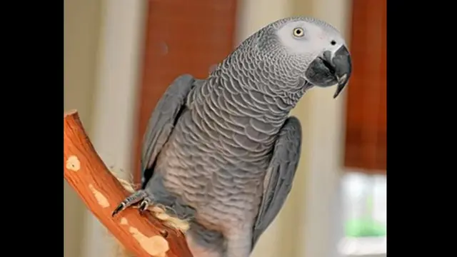 Ditemukan Setelah Hilang 4 Tahun, Burung Beo Ini Bicara Spanyol