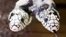 Seekor ular raja California berkepala dua berusia 17 tahun (Lampropeltis getulus californiae) bernama Tom & Jerry dipamerankan di 'Expo Reptil', Villeneuve, Swiss (22/12). Lebih dari 200 hewan dipamerkan di pameran ini. (Laurent Gillieron/Keystone via AP)