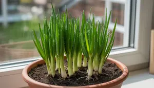 Cara Menanam Daun Bawang di Rumah, Praktis dari Batang, Biji, hingga Panen Berulang