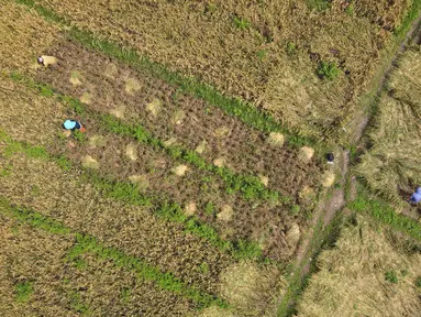 Pandangan udara saat petani memanen padi dari Sawah Abadi di kawasan Ujung Menteng, Jakarta, Rabu (23/2/2022). Lahan seluas tiga hektare di bawah Dinas Ketanganan Pangan Kelautan dan Pertanian (KPKP) DKI Jakarta tersebut mampu menghasilkan padi seberat 19,5 ton. (merdeka.com/Imam Buhori)