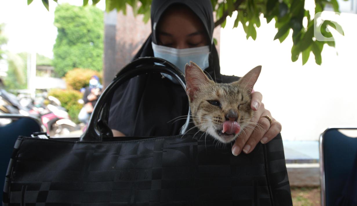 Warga membawa hewan peliharaannya untuk disuntik vaksin rabies kelurahan Bukit Duri, Jakarta, Selasa (24/8/2021). Dinas Ketahanan Pangan, Kelautan, dan Pertanian (KPKP) memberikan vaksinasi rabies bagi hewan peliharaan warga untuk mengantisipasi penyakit rabies. (merdeka.com/Imam Buhori)